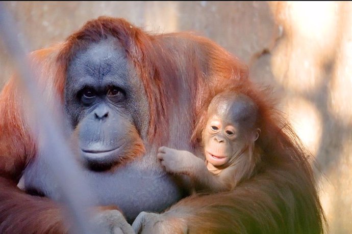 Neo con su madre en Bioparc Fuengirola (Málaga)