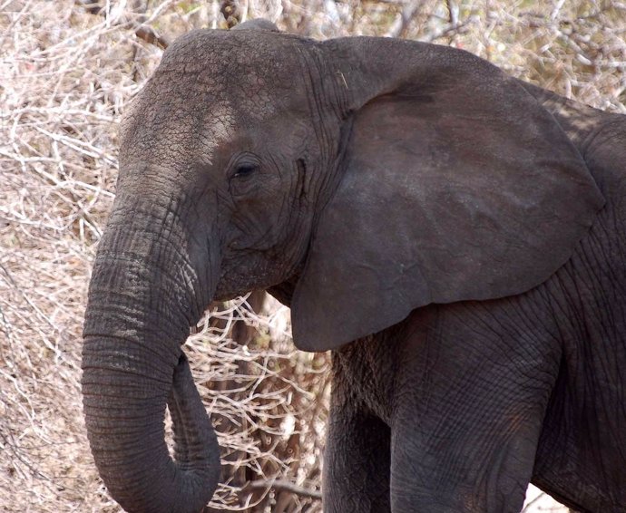 Elefante sin colmilloes