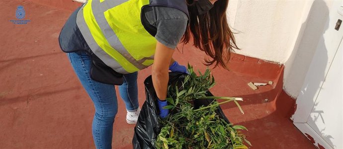 Plantas de marihuana intervenidas por la Policía Nacional.