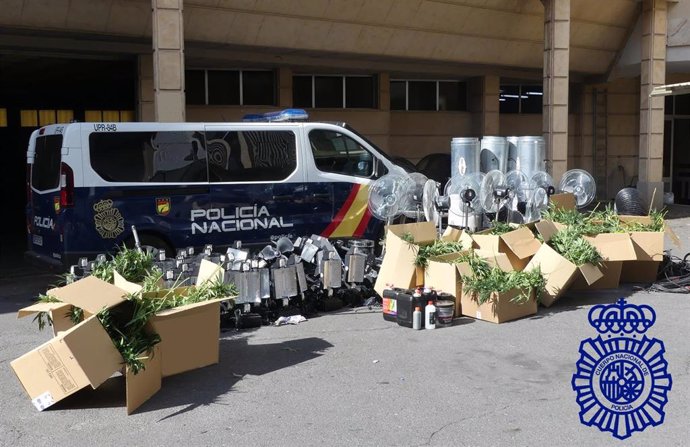 Parte De La Marihuana Intervenida En La Plantación En El Polígono De Los Villares En Salamanca