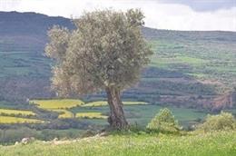 El Govern abona 261 millones de ayudas directas de la PAC del año 2020 a explotaciones agrarias