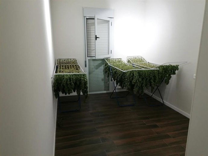 La Guardia Civil detiene a cuatro personas e incauta 31 kilos de marihuana en tres domicilios de Tomelloso.