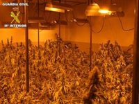 Detenido en Almería un teniente de la Guardia Civil en una operación con 156.314 plantas de marihuana decomisadas