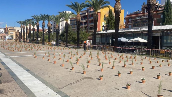 Macetas ya plantadas y situadas en el Paseo de las Palmeras