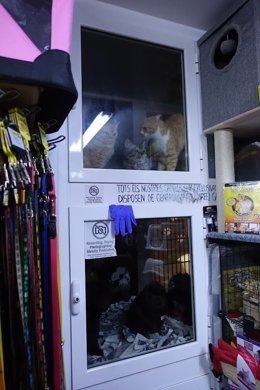 Intervienen 14 cachorros en una tienda de Sant Andreu de Barcelona en una inspección municipal