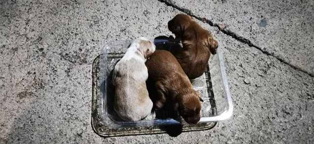 Rescatan a tres perros recién nacidos que abandonados en el fondo de un contenedor