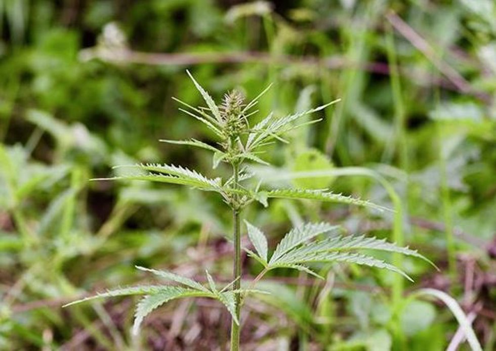 Archivo - Imagen de archivo de la planta salvaje de cannabis, fotografiada en medio de un prado en la provincia de Qinghai, en el centro de China.