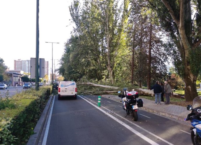 Caída de un árbol sobre el paseo de Isabel la Católica.