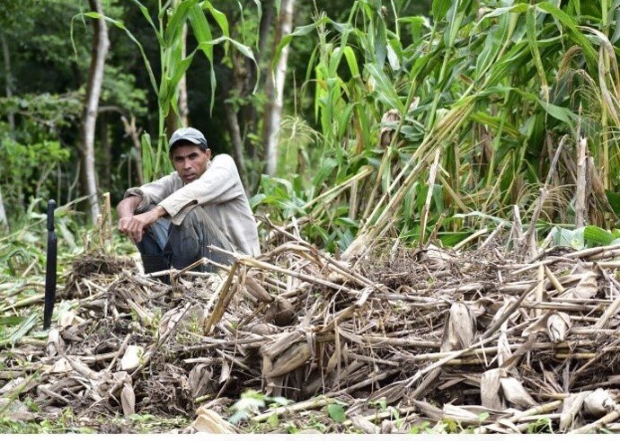 José Santos Rivera en su parcela de maíz pocos días después que el huracán Iota la destruyera