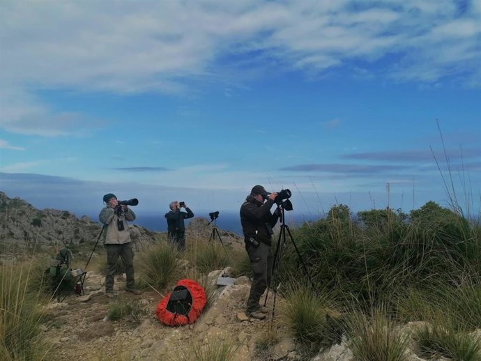 Voluntarios participan en el nuevo censo de ejemplares de buitre negro en Mallorca.