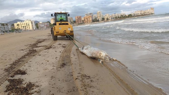 Operarios retiran el cadáver de una vaca de 600 kg de la playa de El Campello