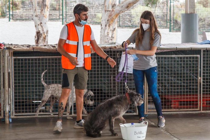 Varios voluntarios participan en la reubicación de animales que debido a la erupción volcánica en La Palma