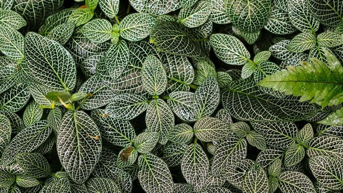 Planta, verde, sostenibilidad