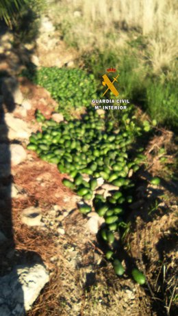 Archivo - Aguacates robos en el campo dedicado a robar y vender