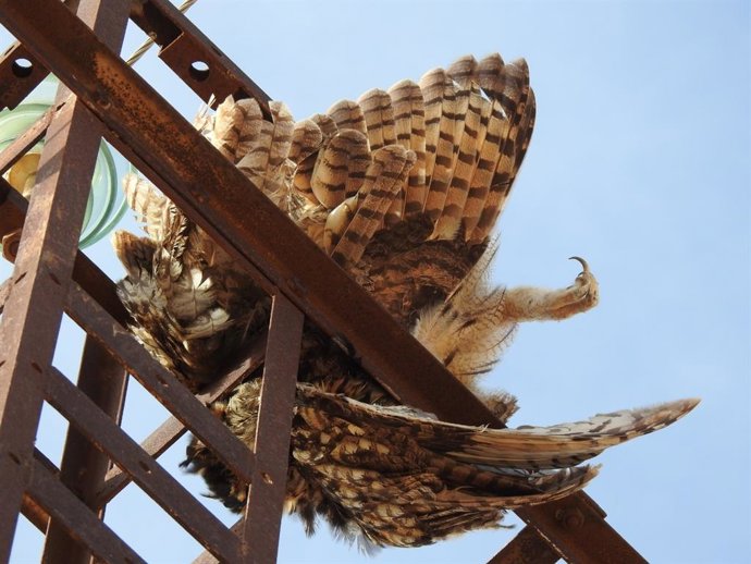 Un búho real electrocutado