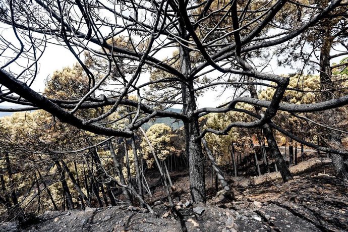 Archivo - Zonas quemadas por el incendio de Sierra Bermeja 