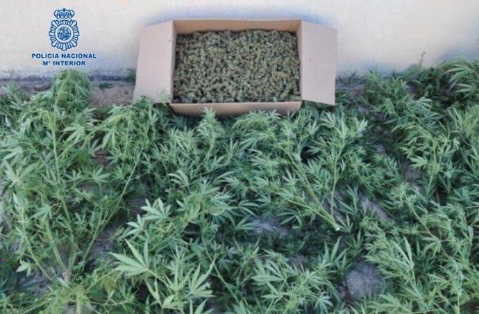 Detenidas cuatro personas y desmantelado un punto de cultivo, venta y elaboración de marihuana en Puertollano