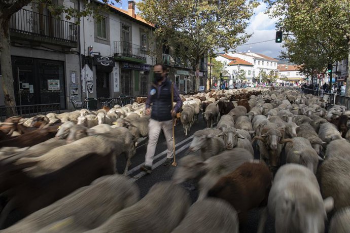 Un rebaño de ovejas trashumantes recorre las calles del municipio de Guadarrama, a 17 de octubre de 2021, en Guadarrama, Madrid (España). Este rebaño, guiado por la Asociación Trashumancia y Naturaleza y la Asociación Concejo de la Mesta, llegó a la Com
