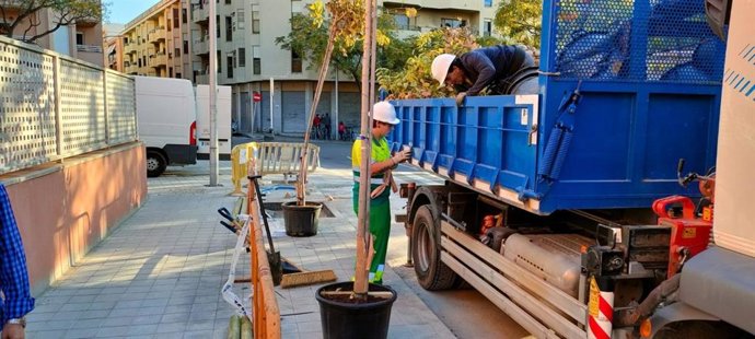Siembra de árboles en Son Dameto.