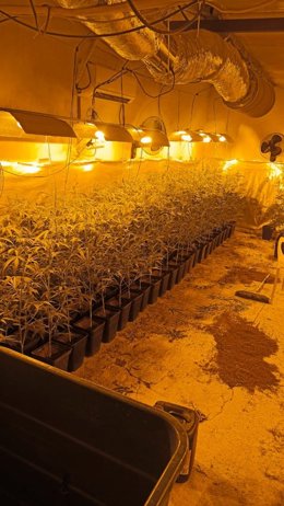 Plantaciones marihuana en Móstoles