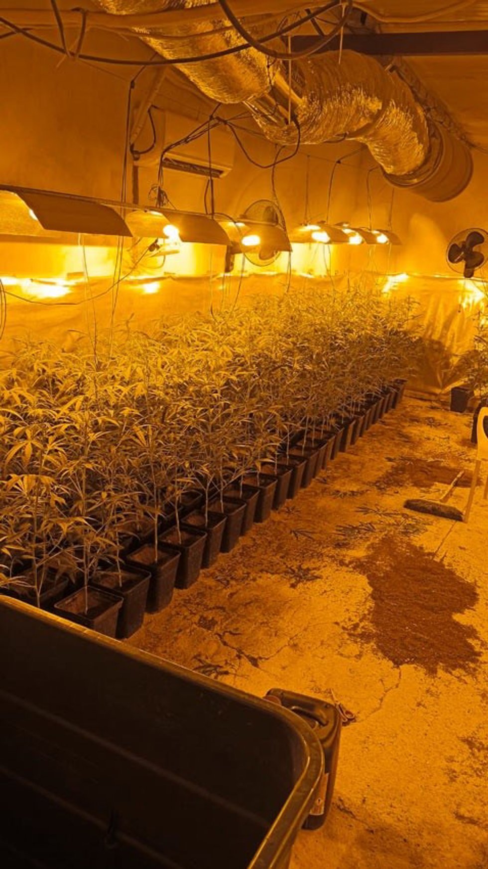 Plantaciones marihuana en Móstoles