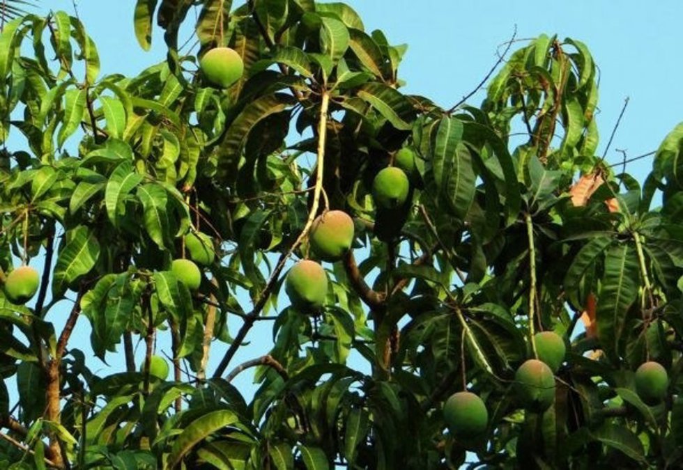 Hojas de mango.