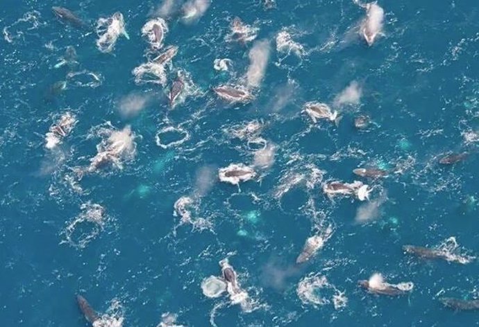 Grupo de ballenas jorobadas