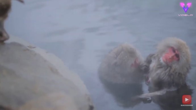 Un aspirante a fotógrafo de viajes captura imágenes de unos cuantos monos de nieve disfrutando de un día de spa
