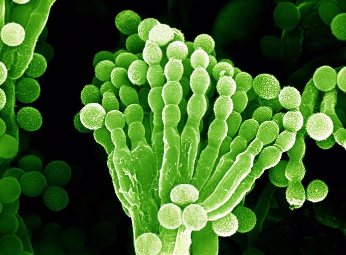 Archivo - Micrografía de un hongo de penicilina