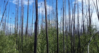 Cambio Climático