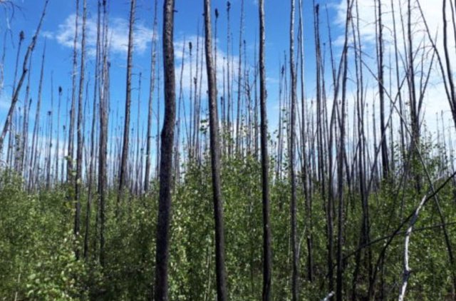 Abetos negros árticos calcinados por el fuego