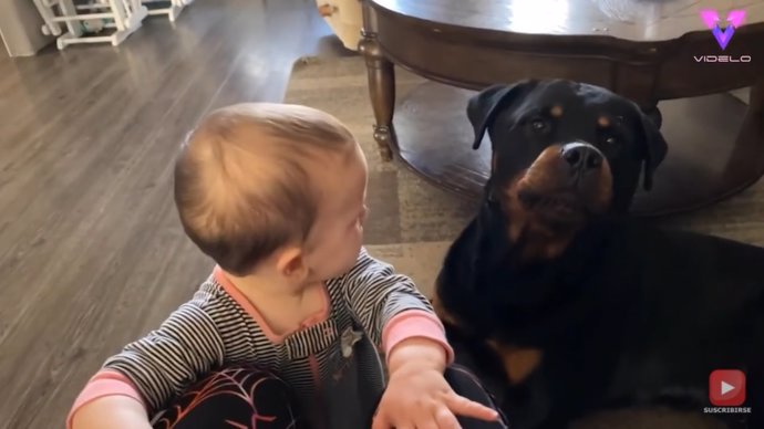 Cuando este bebé de nueve meses comenzó a llorar, el perro de la familia hizo algo para calmarla