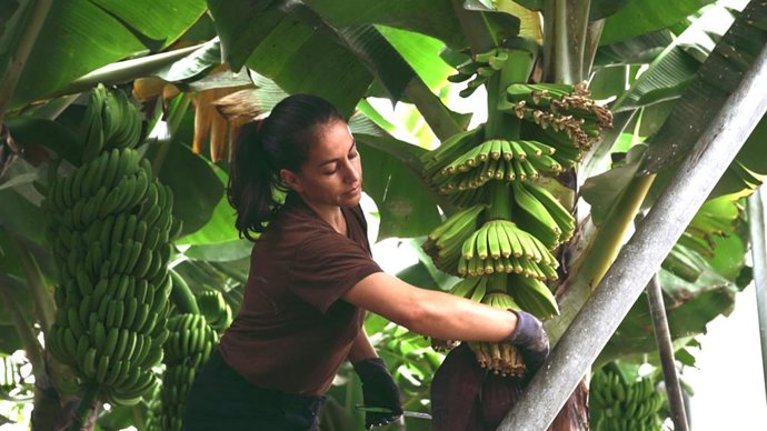 Archivo - Finca de plátanos