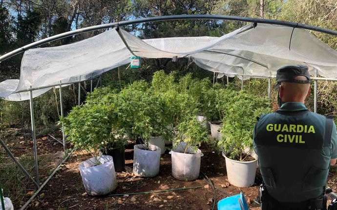 Plantación de marihuana en Ibiza.
