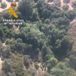 Plantación de marihuana descubiera en una zona aislada de Guarromán