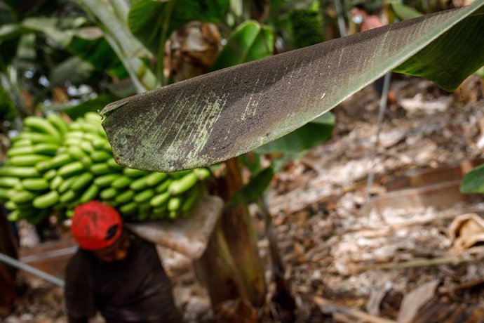 Archivo - Una platanera llena de ceniza, mientras un agricultor recoge una piña de plátanos