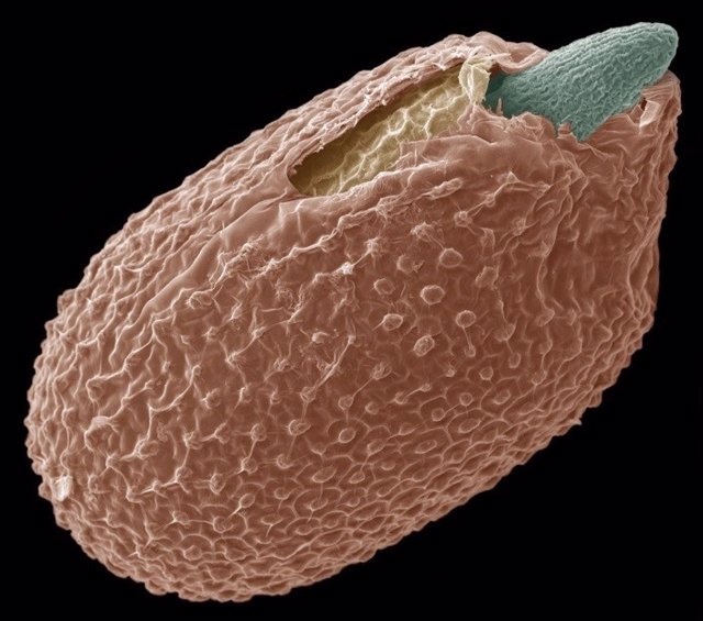 Una semilla en germinación de Arabidopsis observada mediante microscopía electrónica de barrido