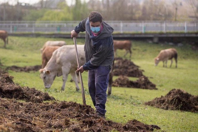 Archivo - Roberto extiende estiércol en la finca donde pastan sus vacas del barrio de A Tolda, en Lugo, Galicia (España), a 24 de marzo de 2021. El sector primario ha sido fundamental durante la pandemia. Agricultores y ganaderos han dado lo mejor de sí