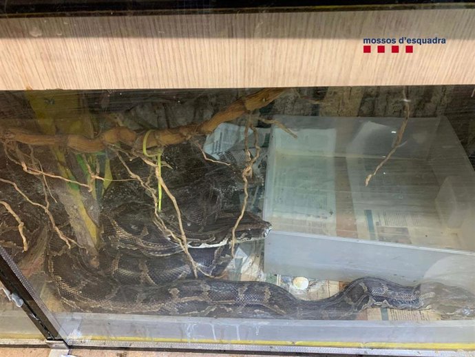 Encuentran reptiles de fauna salvaje en un operativo antidroga en Badalona (Barcelona)