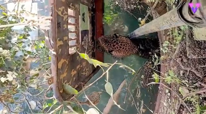 Rescatan a un leopardo que se había caído en un pozo abierto en un pueblo de India