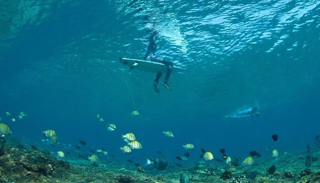 Para un jiven tiburón blanco juvenil, cuando los humanos nadan y remar en tablas de surf, se parecen mucho a las focas y los leones marinos