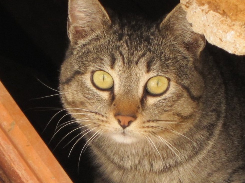 Archivo - Imagen de recurso de un gato.
