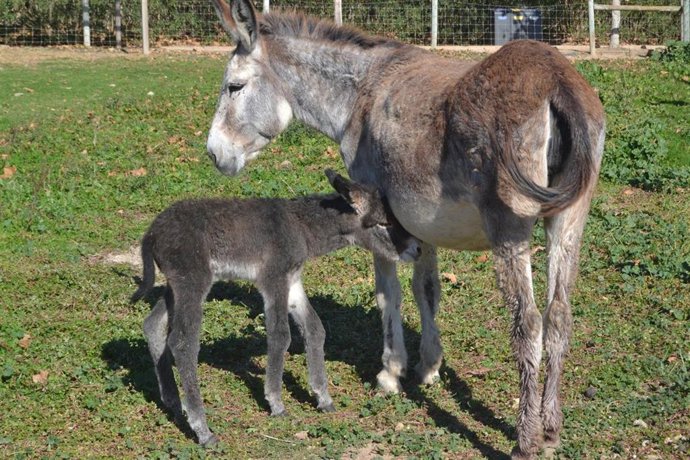 Nacimiento de un nuevo burrito en Sendaviva.
