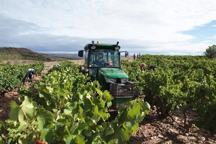 Archivo - Vendimiadores recogen uvas para la temporada de vendimia 2021, en el viñedo familiar de Javier Ruiz Barricarte,, en Aldeanueva de Ebro, Comarca de Alfaro, La Rioja (España).