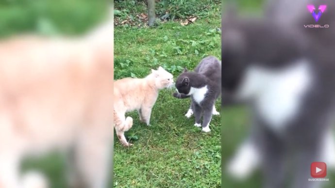 Dos gatos muy territoriales fueron capturados en vídeo mientras mantenían una acalorada discusión