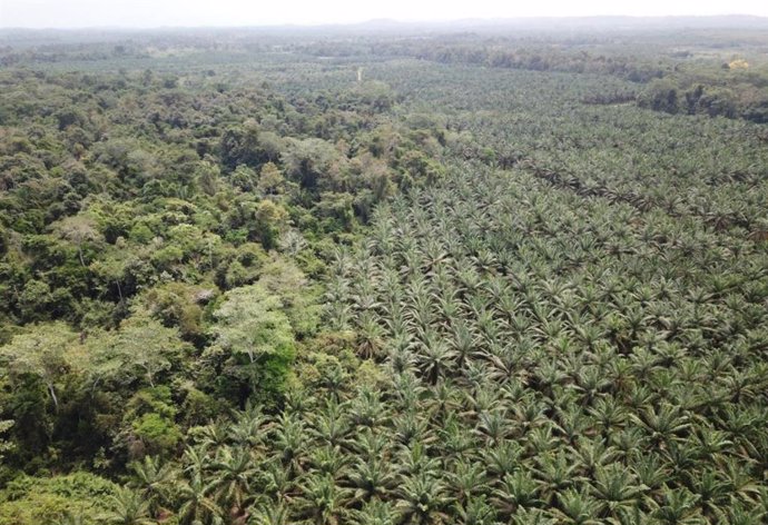 Palmeras de aceite, que producen el aceite de palma omnipresente en muchos productos de consumo, en el centro de Colombia.