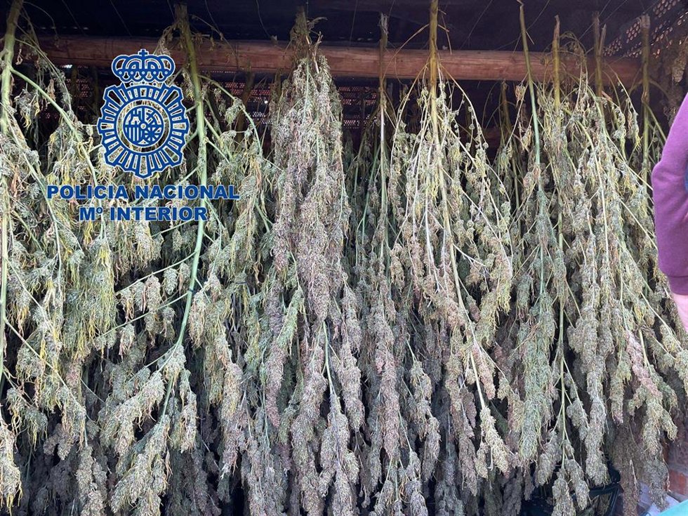 Marihuana