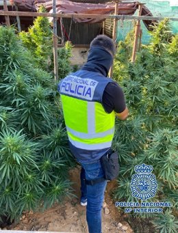 Once detenidos en Antequera por presunta vinculación con una red dedicada al tráfico de drogas