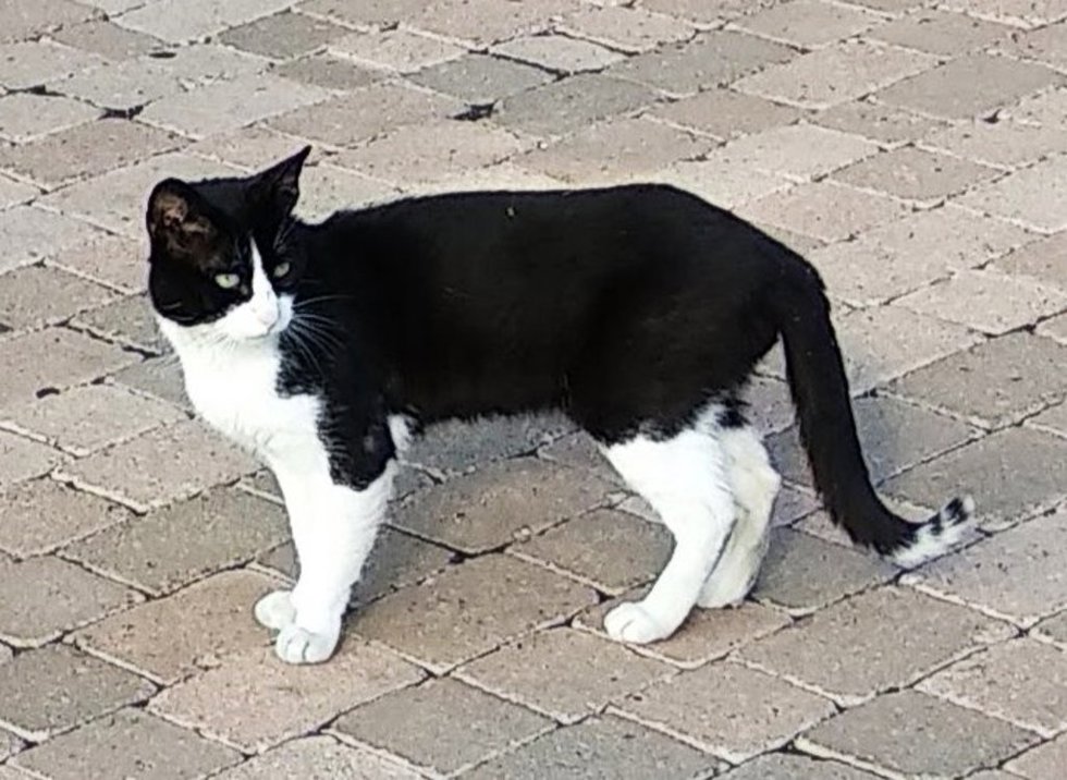Archivo - Imagen de recurso de un gato.