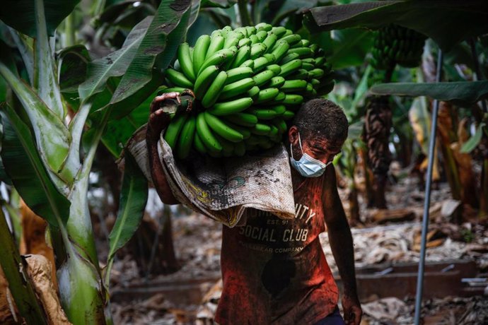 Archivo - Un agricultor lleno de ceniza recoge una piña de plátanos, antes de que la lava del volcán de Cumbre Vieja llegue a las plantaciones, 